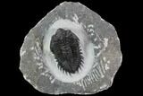 Coltraneia Trilobite Fossil - Huge Faceted Eyes #89512-2